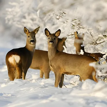 Hldocin, Uhliska, Ostrazica, Zmrazov Lodge *